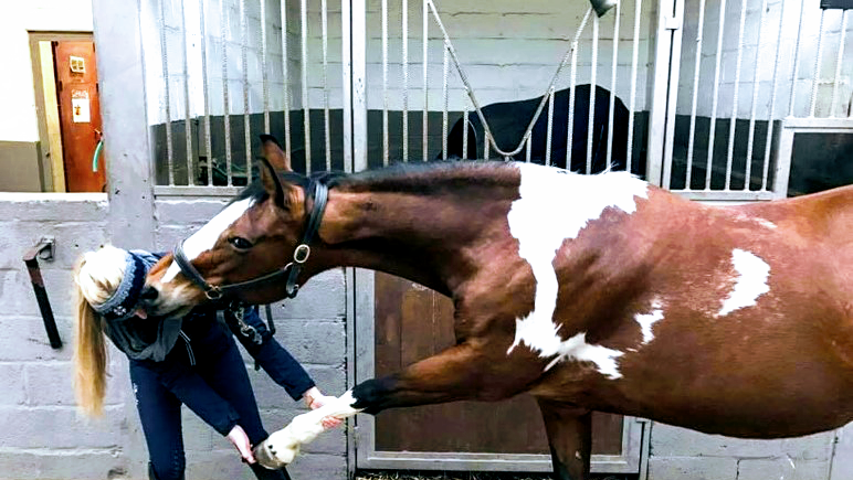HippoPhysio Émilie Depasse – Animal Physiotherapy & Manual Therapy Specialist